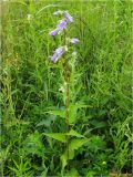 Campanula trachelium