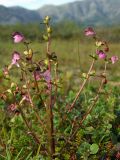 Pedicularis adunca. Цветущее растение с завязавшимися плодами. Магаданская обл., Ольский р-н, окр. оз. Глухое, осоково-кустарничковое болото. 31.07.2017.