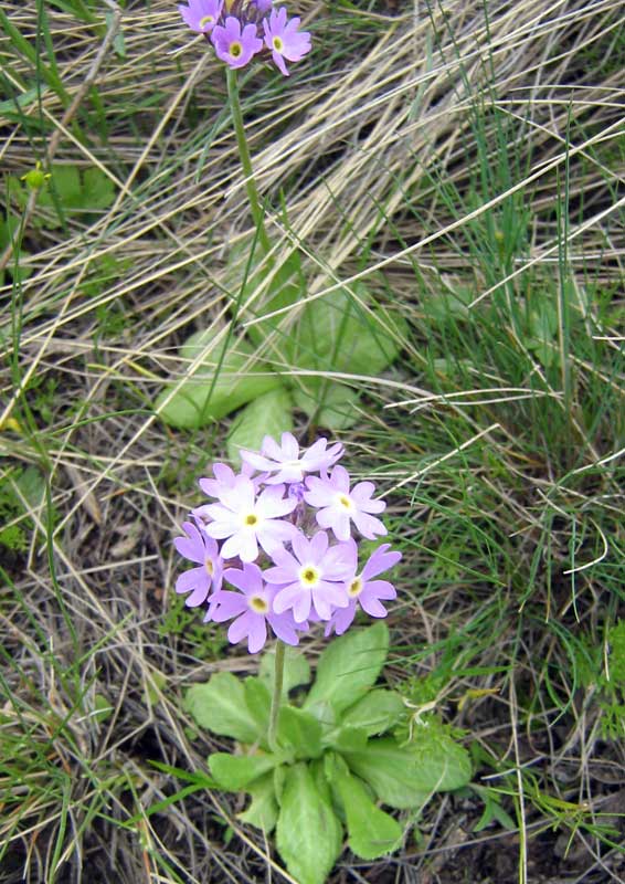 Изображение особи Primula algida.