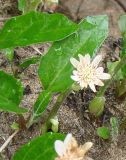 Endocellion sibiricum. Цветущее растение в пойме. Южная Якутия, берег р.Тимптон. 23.06.2007.