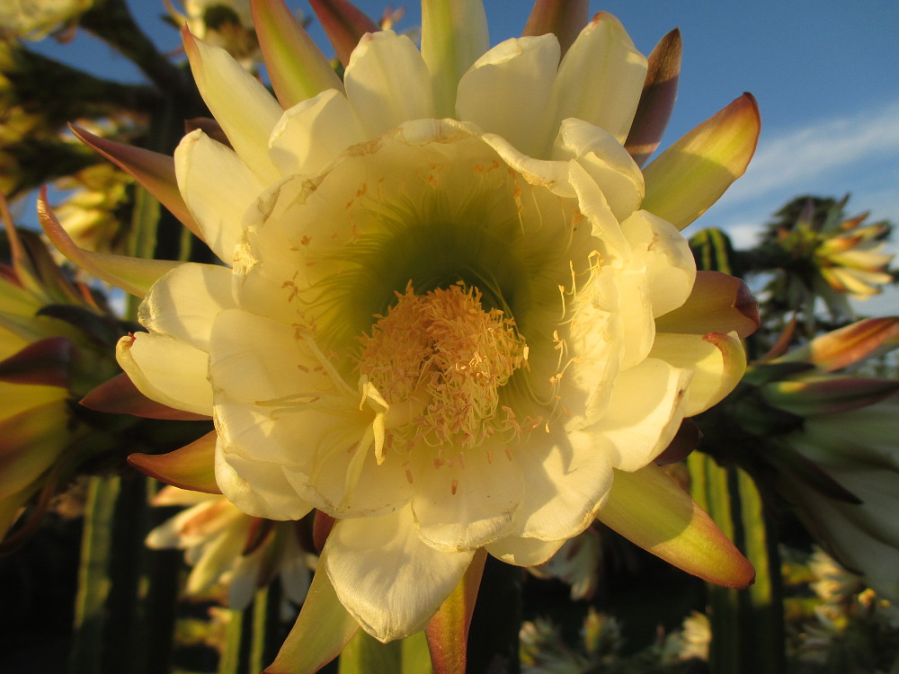 Изображение особи Cereus uruguayanus.