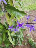 Petrea volubilis