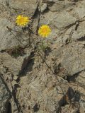 Crepis tectorum