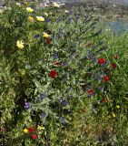 Echium plantagineum