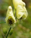 Aconitum anthoroideum