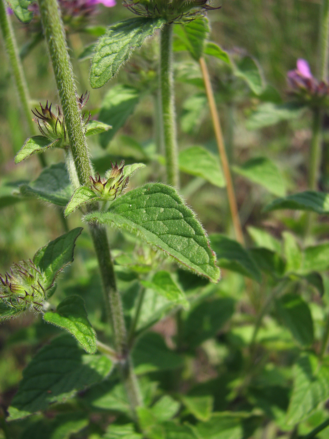 Изображение особи Clinopodium vulgare.