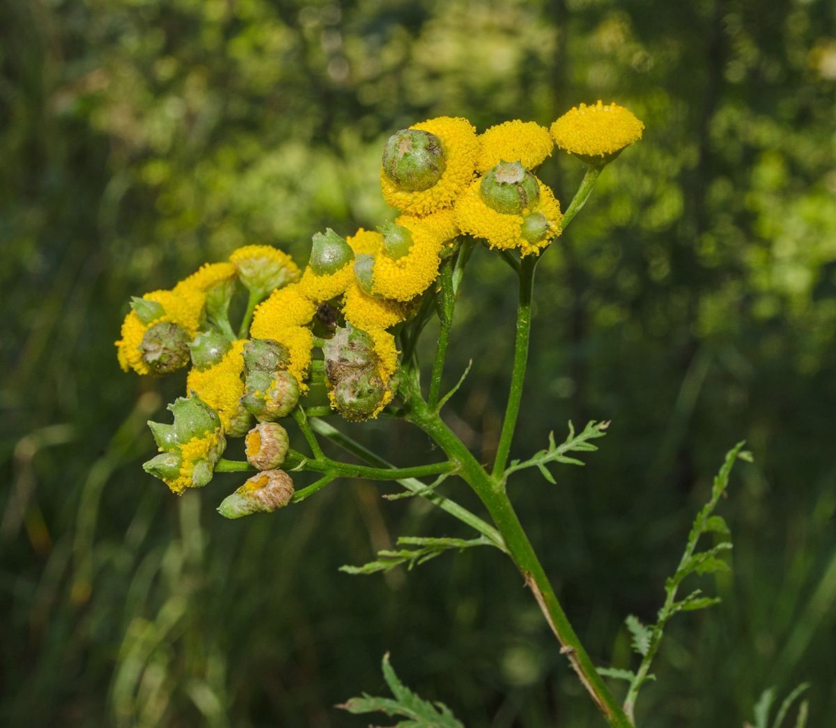 Изображение особи Tanacetum vulgare.