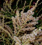 Solidago canadensis