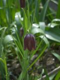 Fritillaria lusitanica