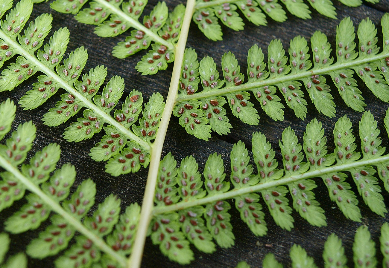 Изображение особи Athyrium filix-femina.