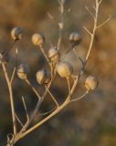 Crambe maritima. Часть веточки с плодами. Крым, Сакский р-н, окр. пос. Прибрежное, закустаренное степное прибрежье между морем и Симферопольским шоссе. 10.08.2017.