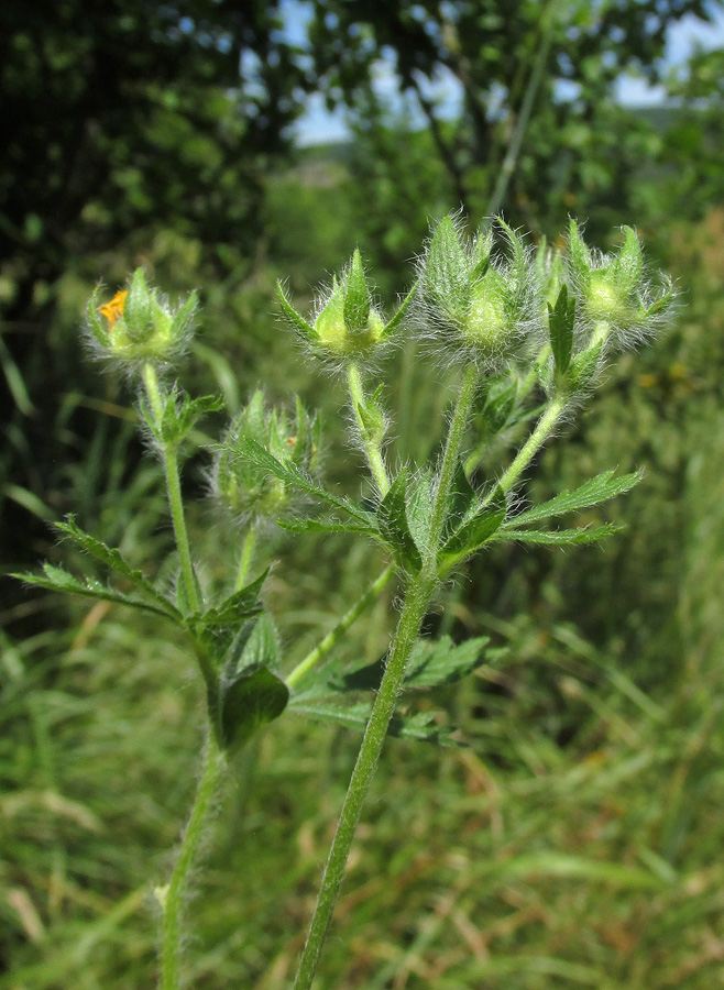 Изображение особи род Potentilla.