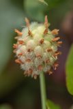 Trifolium fragiferum. Соплодие. Ростовская обл., Азовский р-н, окр. хут. Лагутник, пойменный луг. 15.09.2019.