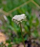 Pachypleurum alpinum. Соцветие. Алтай, Улаганский р-н, окр. с. Акташ, Курайский хребет, долина р. Ярлы-Амры, ≈ 1800 м н.у.м., сухой склон. 21.06.2019.