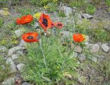 Papaver orientale