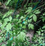 Clematis viticella