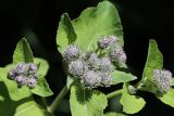 Arctium tomentosum