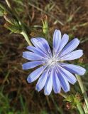 Cichorium intybus