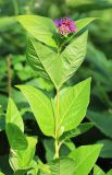 Vicia ohwiana