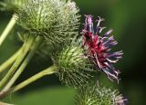 Arctium × ambiguum