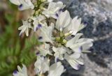 Astragalus alpinus