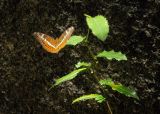 неопознанный вид. Верхушка побега с сидящей бабочкой Lebadea martha. Вьетнам, провинция Кханьхоа, окр. г. Нячанг, остров Орхидей (Hoa Lan), лес, скалистая тропа. 07.09.2023.