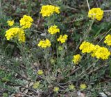 род Alyssum. Побеги с соцветиями. Крым, окр. водопада Джурла. 03.05.2011.