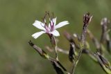 Cicerbita rosea