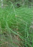 Carex appropinquata