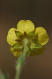 Potentilla humifusa