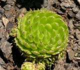 Orostachys spinosa