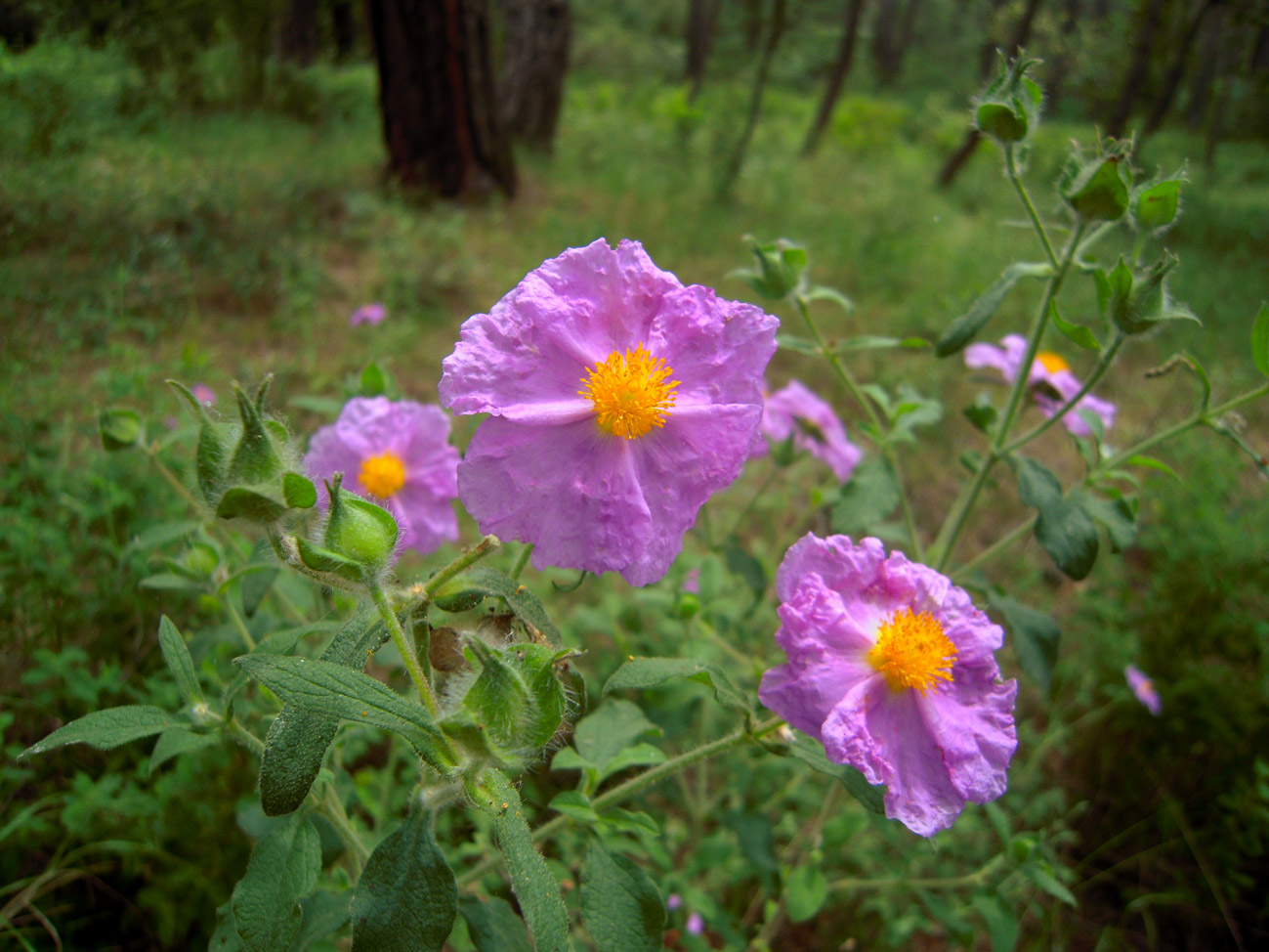 Изображение особи Cistus tauricus.