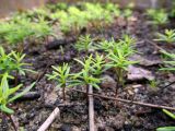 Abies sachalinensis