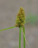 Carex neurocarpa