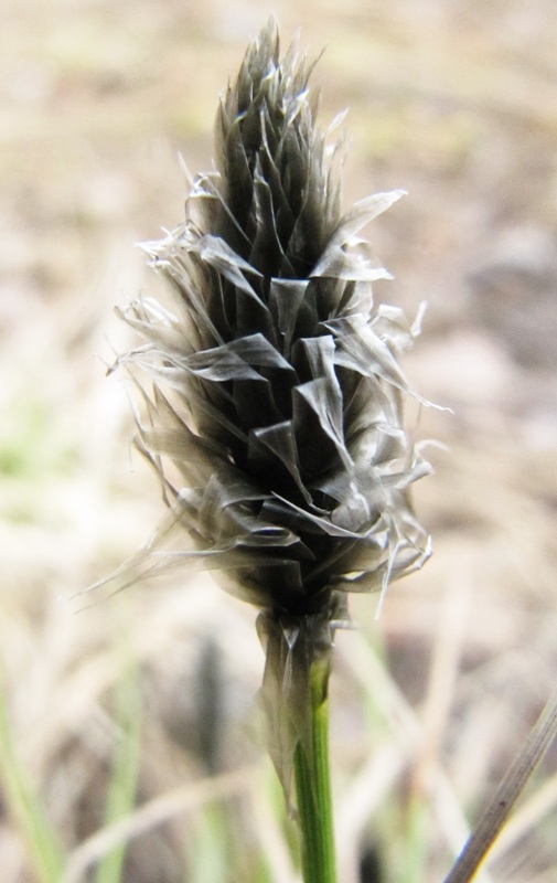 Изображение особи Eriophorum vaginatum.