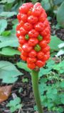 Arum elongatum. Соплодие. Крым, Бахчисарайский р-н, Большой каньон, туристическая стоянка. 01.09.2010.