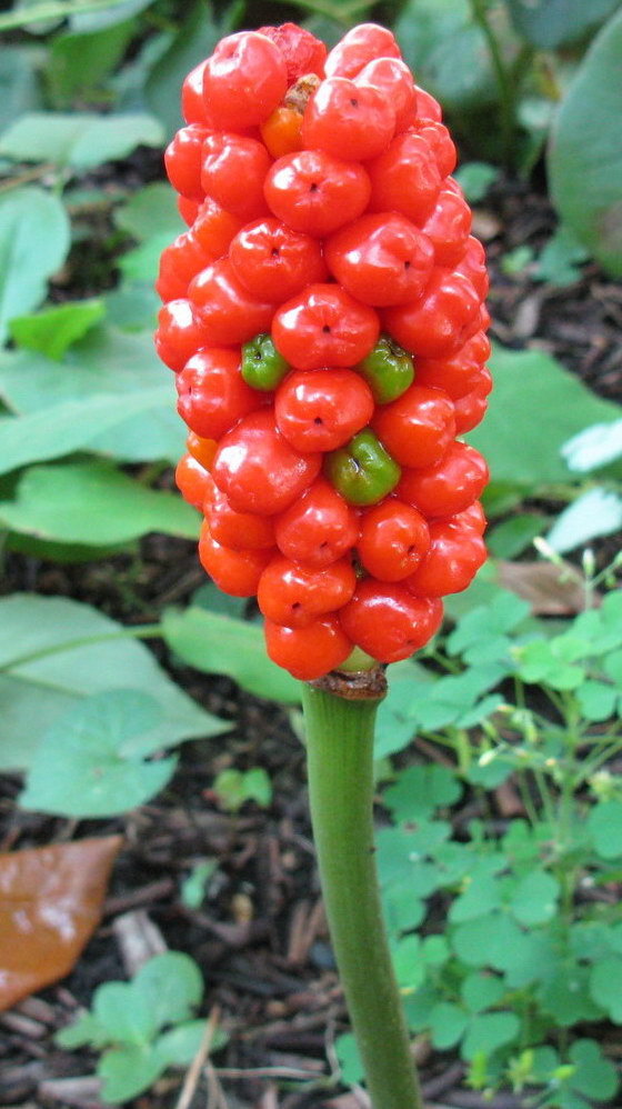 Изображение особи Arum elongatum.