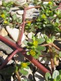 Portulaca oleracea