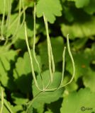 Chelidonium majus