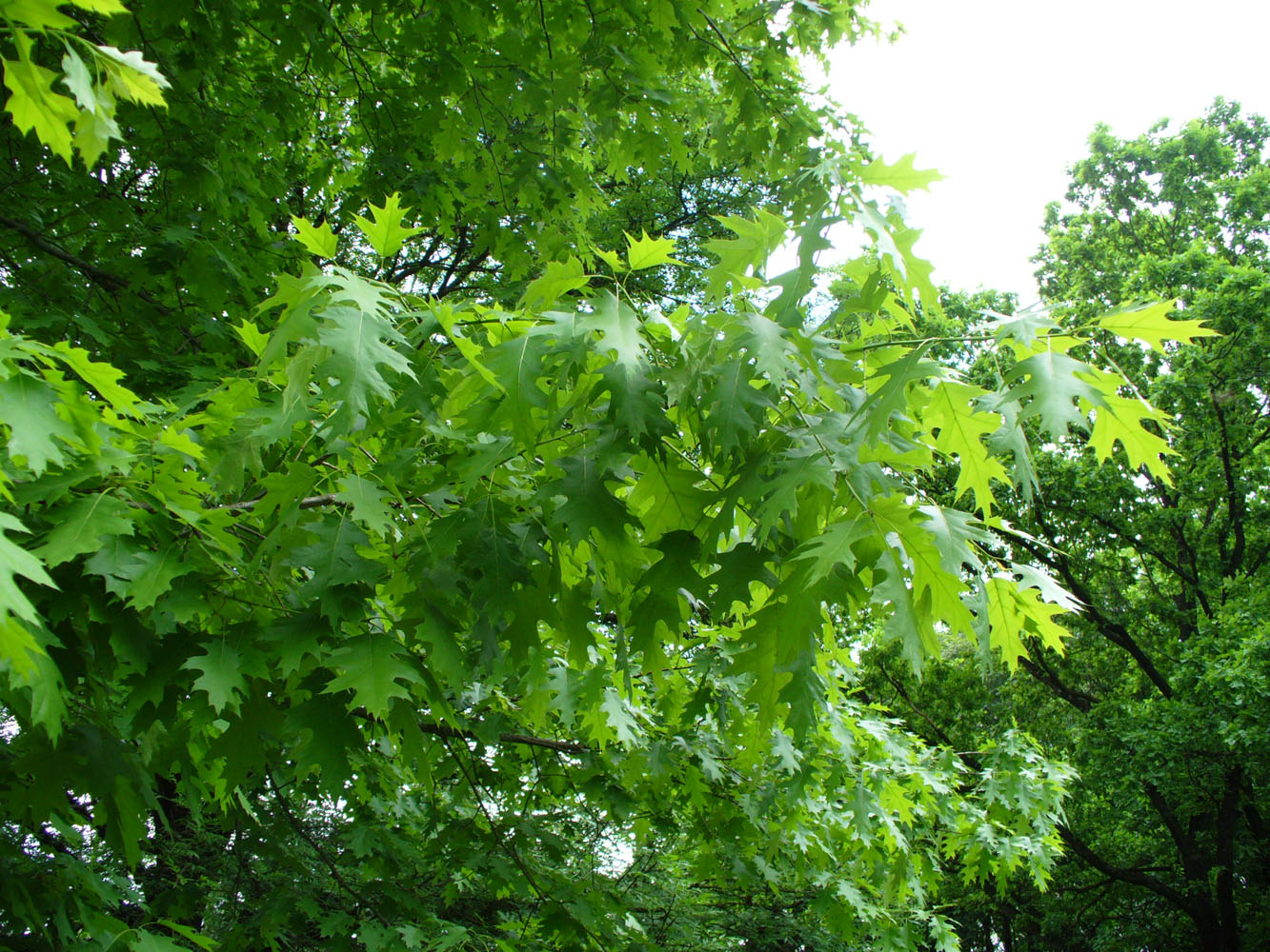 Изображение особи Quercus rubra.