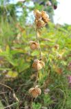 Helianthemum nummularium. Верхняя часть плодоносящего растения. Краснодарский край, окр. г. Новороссийска, гора Колдун, можжевеловое редколесье. 05.07.2014.