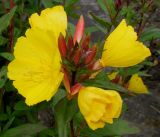 Oenothera fruticosa