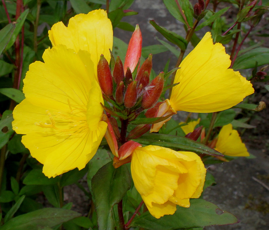 Изображение особи Oenothera fruticosa.