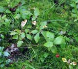 Rubus arcticus. Плодоносящее растение. Республика Коми, Печоро-Илычский заповедник, долина реки Ыджыд-Ляга, заболоченный участок смешанного леса. 17.08.2014.