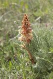 Orobanche centaurina