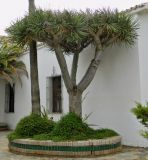 Dracaena draco. Плодоносящее растение. Испания, Андалусия, провинция Малага, г. Бенальмадена. Август 2015 г.