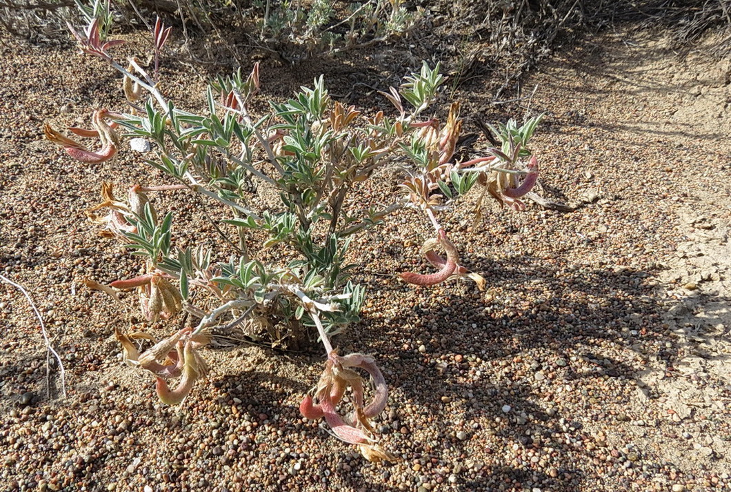 Изображение особи Astragalus arcuatus.