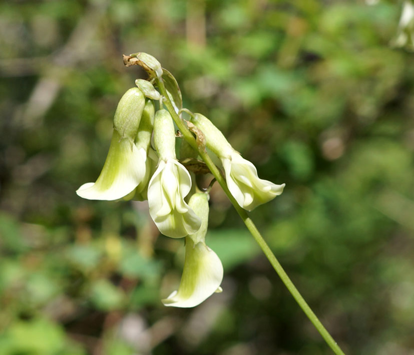 Изображение особи Astragalus aksuensis.