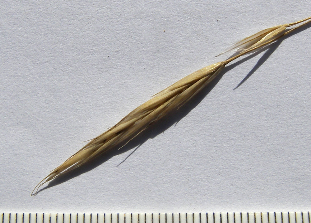 Изображение особи род Bromopsis.
