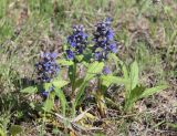 Ajuga genevensis. Цветущие растения. Украина, Днепропетровская обл., Криворожский р-н, окр. с. Широкое, склон балки. 17.05.2015.